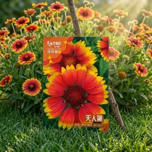 gaillardia-seeds
