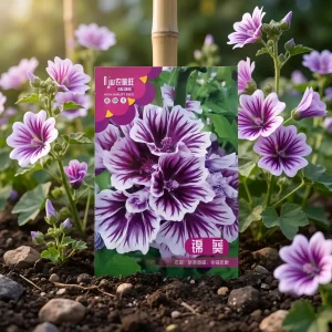 পার্পল ম্যালো ফুলের বীজ - Purple Mallow Flower Seeds - R World Store