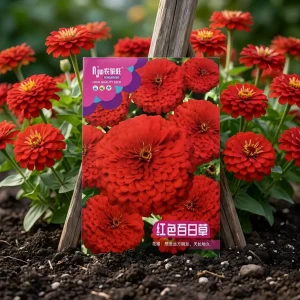লাল জিনিয়া ফুলের বীজ - Red Zinnia Seeds - R World Store