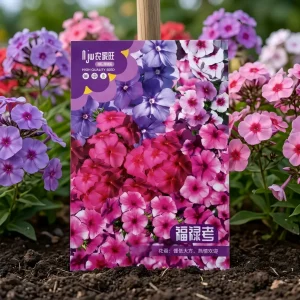 ফ্লোক্স ফুলের বীজ - Phlox Flower Seeds - R World Store