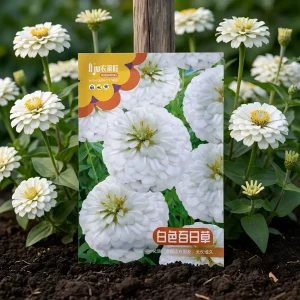 সাদা জিনিয়া ফুলের বীজ - White Zinnia Flower Seeds - R World Store