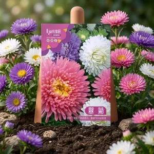 অ্যাস্টার ফুলের বীজ - Aster Flower Seeds - R World Store