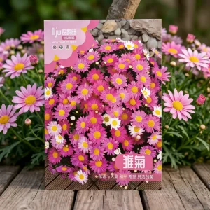 pink-daisy-seeds
