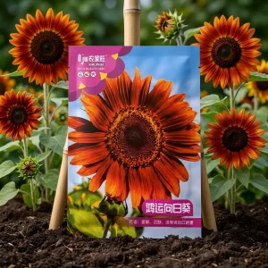 লাল সূর্যমুখী ফুলের বীজ - Red Sunflower Flower Seeds - R World Store