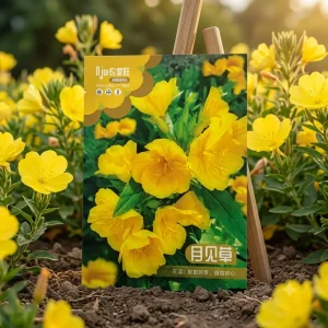 হলুদ ইভিনিং প্রাইমারোজ ফুলের বীজ - Yellow Evening Primrose Seeds - R World Store