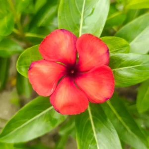 হাইব্রিড গাঢ় কেন্দ্রযুক্ত লাল নয়নতারা গাছ - Hybrid Dark-Eyed Red Nayantara - R World Store