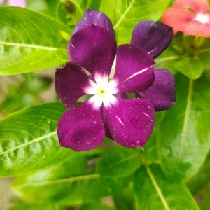 হাইব্রিড নয়নতারা গাছ - Hybrid Nayantara Live Plant - R World Store