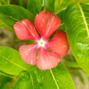 হাইব্রিড প্রিমিয়াম লাল নয়নতারা গাছ - Hybrid Premium Red Nayantara - R World Store